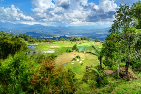 Green rice field terraces in Tana Toraja. South Sulawesi, Indonesiaの写真素材
