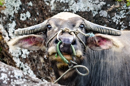 Head of buffalo in Tana Toraja. Sulawesi. Indonesiaの写真素材