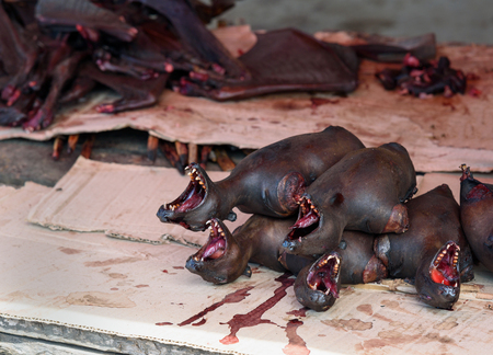Bat meat for sale to eat in the local market in Tentena. Central Sulawesi. Indonesiaの写真素材