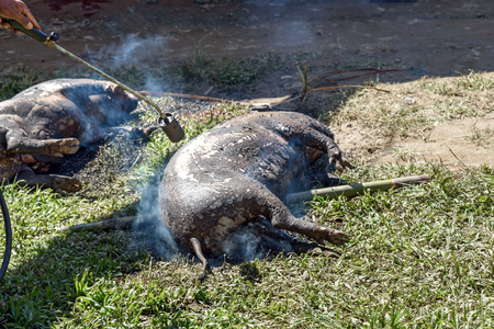 Burning skin slaughtered pig in the funeral ceremony. In Toraja the funeral ritual is the most elaborate and expensive even. Tana Toraja. South Sulawesi, Indonesiaの写真素材