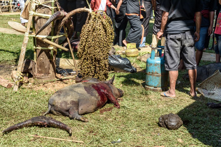 Tana Toraja, Indonesia - Dec 10, 2015: Pig slaughtered in the funeral ceremony. In Toraja the funeral ritual is the most elaborate and expensive even. Tana Toraja. South Sulawesi, Indonesiaのeditorial素材