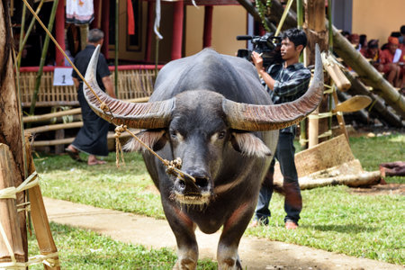 Tana Toraja, Indonesia - Dec 10, 2015: Black buffalo at funeral ceremony. In Toraja the funeral ritual is the most elaborate and expensive even.  South Sulawesiのeditorial素材