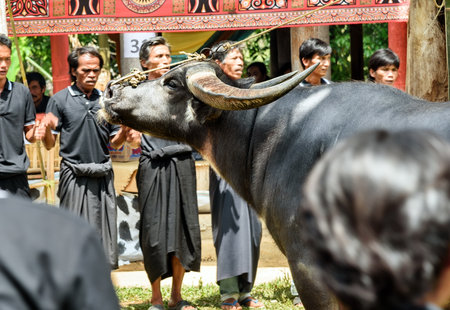 Tana Toraja, Indonesia - Dec 10, 2015: Black buffalo at funeral ceremony. In Toraja the funeral ritual is the most elaborate and expensive even.  South Sulawesiのeditorial素材