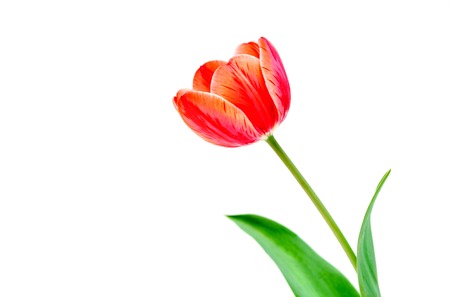 One red tulips flower on white backgroundの写真素材