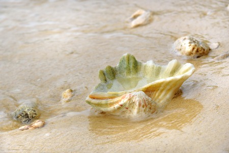 Seashell on sand at beach. Togean Islands or Togian Islands in the Gulf of Tomini. Central Sulawesi. Indonesiaの写真素材