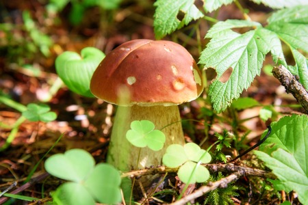 Small Boletus edulis mushroom in the forest. Cep, porcino, penny bunの写真素材
