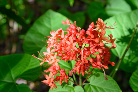 Red Clerodendrum Paniculatum flower. Pagoda flower in in Tangkoko National Park. North Sulawesi....
