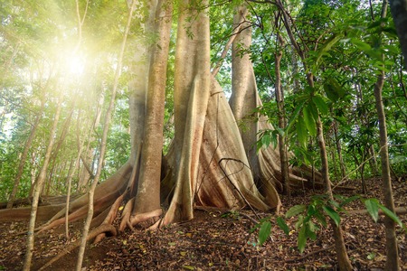 Giant ficus tree in Tangkoko National Park. North Sulawesi. Indonesiaの写真素材