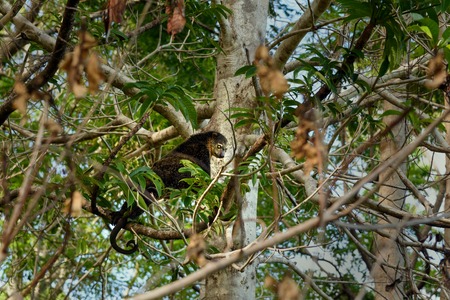 Bear Cuscus (Ailurops ursinus) in tree. Tangkoko National Park. Sulawesi. Indonesia