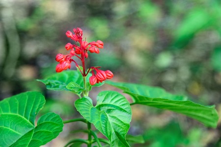 Red Clerodendrum Paniculatum flower. Pagoda flower in in Tangkoko National Park. North Sulawesi. Indonesiaの写真素材