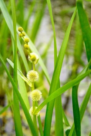 Sparganium emersum flower in the riwer