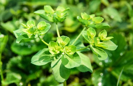 Green Euphorbia helioscopia. Wild flowers. Top view