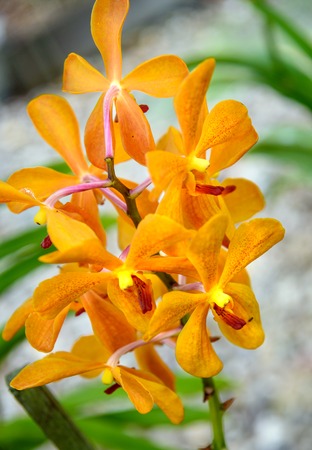 Mokara sport orchids flower in the garden on green background