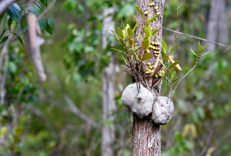 Myrmicodia on the tree bark in rainforest, Ant plant. Bako National Park. Sarawak. Borneo. Malaysiaの写真素材