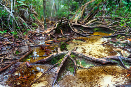 Trail with roots and sand in the rainforest at Bako National Park. Sarawak. Borneo. Malaysia. background textureの写真素材