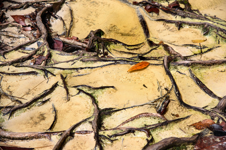 Trail with roots and sand in the rainforest at Bako National Park. Sarawak. Borneo. Malaysia. background textureの写真素材