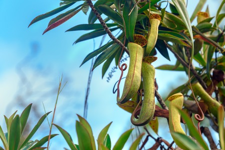 Carnivorous pitcher plant. Nepenthes albomarginata in the rainforest at Bako National Park. Sarawak....