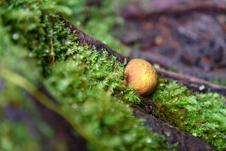 Small yellow mushroom in moss in rainforest at Bako National Park. Sarawak. Borneo. Malaysiaの写真素材