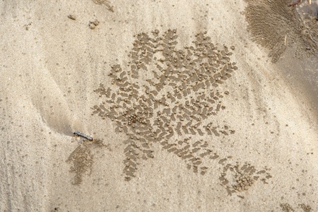 Footprints, crab tracks on sand. Tajor beach in Bako National Park, Sarawak. Borneo. Malaysia