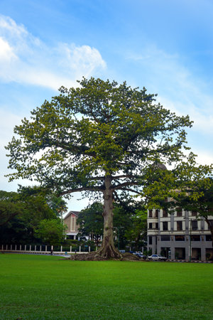 Cotton Silk Tree on Merdeka Square in Kuching. Sarawak. Borneo, Malaysiaのeditorial素材