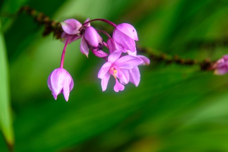 Wild Orchid, Lilac flower on green background. Selective focus