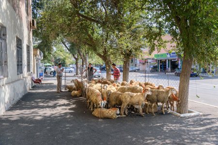 Baku, Azerbaijan - September 11, 2016: People sale sheeps on the street in city during Bakrid festival Eid al-Adhaのeditorial素材