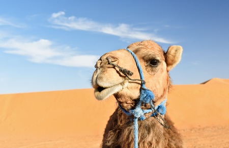 Camel in Erg Chebbi Sand dunes near Merzouga, Moroccoの写真素材