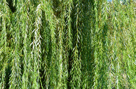 Weeping willow tree branches on the nature. Background textureの写真素材