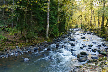 Borjomula river in forest of Mineral water park at Borjomi. Georgia