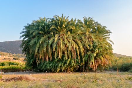 Palm Grove of Leto in ancient Lycian city Patara. Antalya Province. Turkeyの写真素材