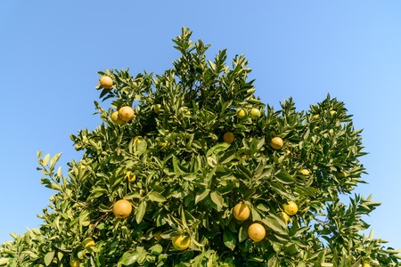 Orange tree branch on blue sky backgroundの写真素材