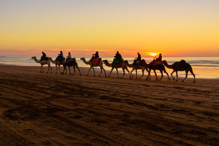 Essaouira, Morocco - December 30, 2016: Camel caravan at beach of Essaouira at sunsetのeditorial素材