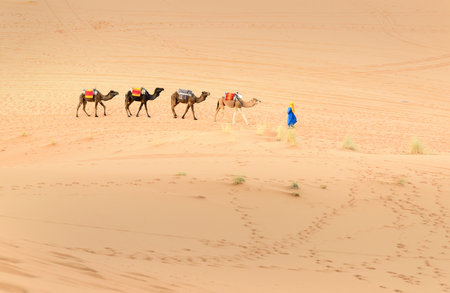 Merzouga, Morocco - Jan 6, 2017: Berber man leading camel caravan in Erg Chebbi Sand dunes in Sahara Desertのeditorial素材