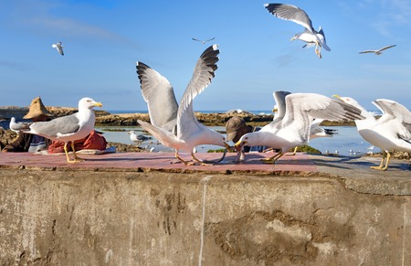 Seagulls share food in port at Essaouira, Moroccoの写真素材