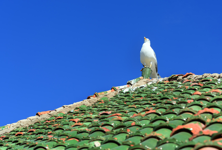 Seagull on moroccan roof tile in fortress at Essaouira. Moroccoの写真素材