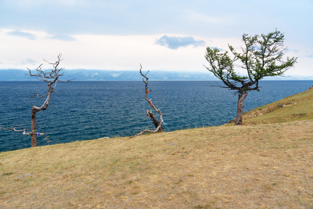 Three trees on Olkhon Island. Lake Baikal. Russiaの写真素材