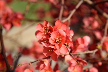 Red Chaenomeles flower branch in the garden in springの写真素材