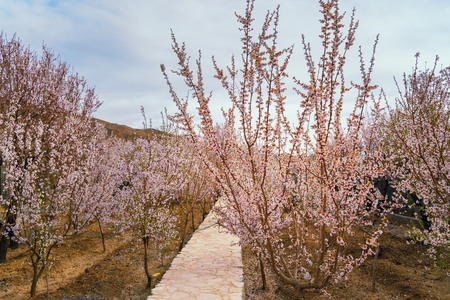 Garden of blooming almond tree in springの写真素材