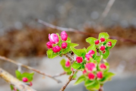 Apple tree brunch with pink flowers in the garden in springの写真素材