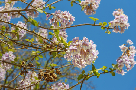 Flowers of Paulownia on blue sky background in springの写真素材
