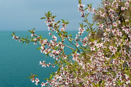 Blooming almond tree in the garden in spring. Akdamar Island. Van Lake. Turkeyの写真素材