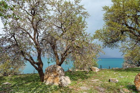 Blooming almond tree in the garden in spring. Akdamar Island. Van Lake. Turkeyの写真素材