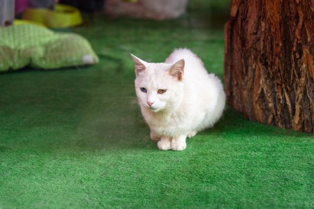 Van cat with eyes of different colors in Van city. Turkey