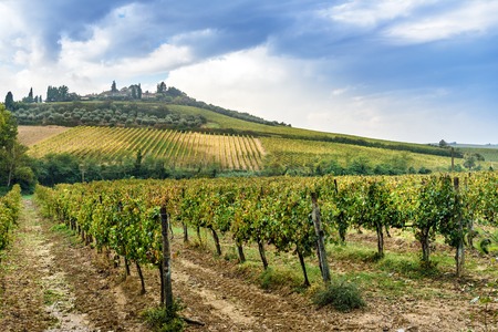 Vineyard in Chianti region in province of Siena. Tuscany landscape. Italyの写真素材