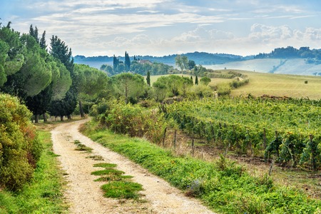 Landscape in Chianti region in province of Siena. Tuscany landscape. Italyの写真素材