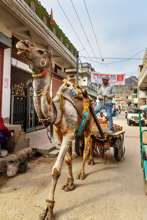 Amber village, India - January 30, 2019: Indian man rides cart pulled by camel on the streetのeditorial素材