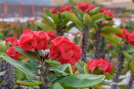 Red Euphorbia milii flower in the gardenの写真素材