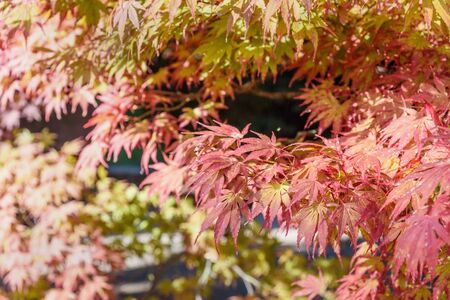 Autumn red maple leaves in Bergamo. Italy