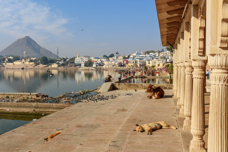 Pushkar, India - February 06, 2019: Ghats at Pushkar holy lake in Rajasthanのeditorial素材
