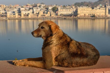 Dog at Pushkar holy lake in Rajasthan. Indiaの写真素材